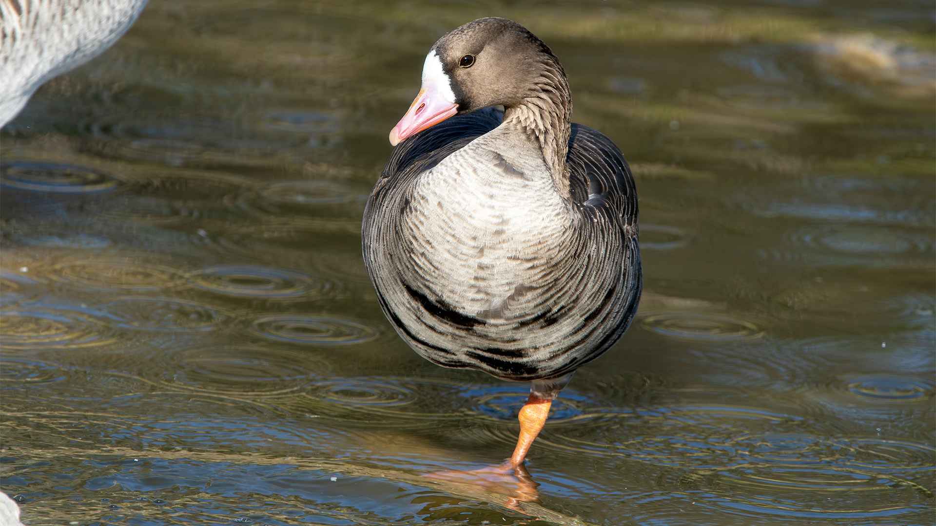 Greater White-fronted Goose